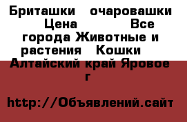 Бриташки - очаровашки.  › Цена ­ 3 000 - Все города Животные и растения » Кошки   . Алтайский край,Яровое г.